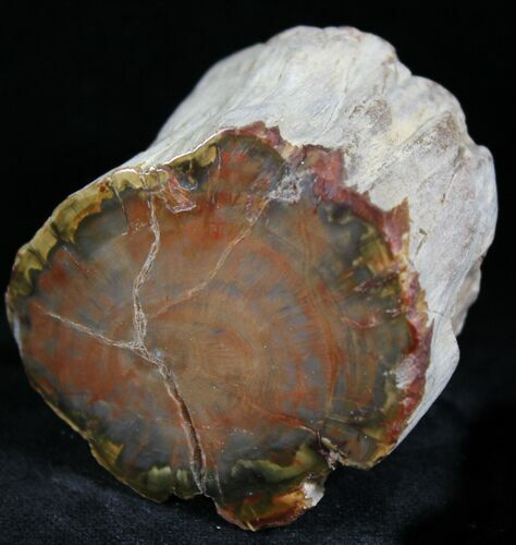 Polished Petrified Wood Limb - Madagascar #27164